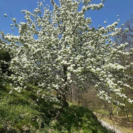 Joy Center - Casa e Appartamenti Vacanza in Val Pellice 3*
